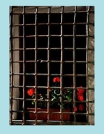 Burglar bars